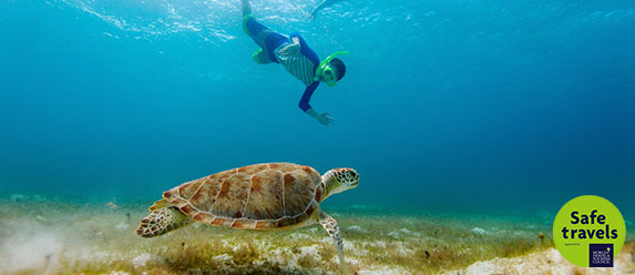 Turtles Snorkel Tour
